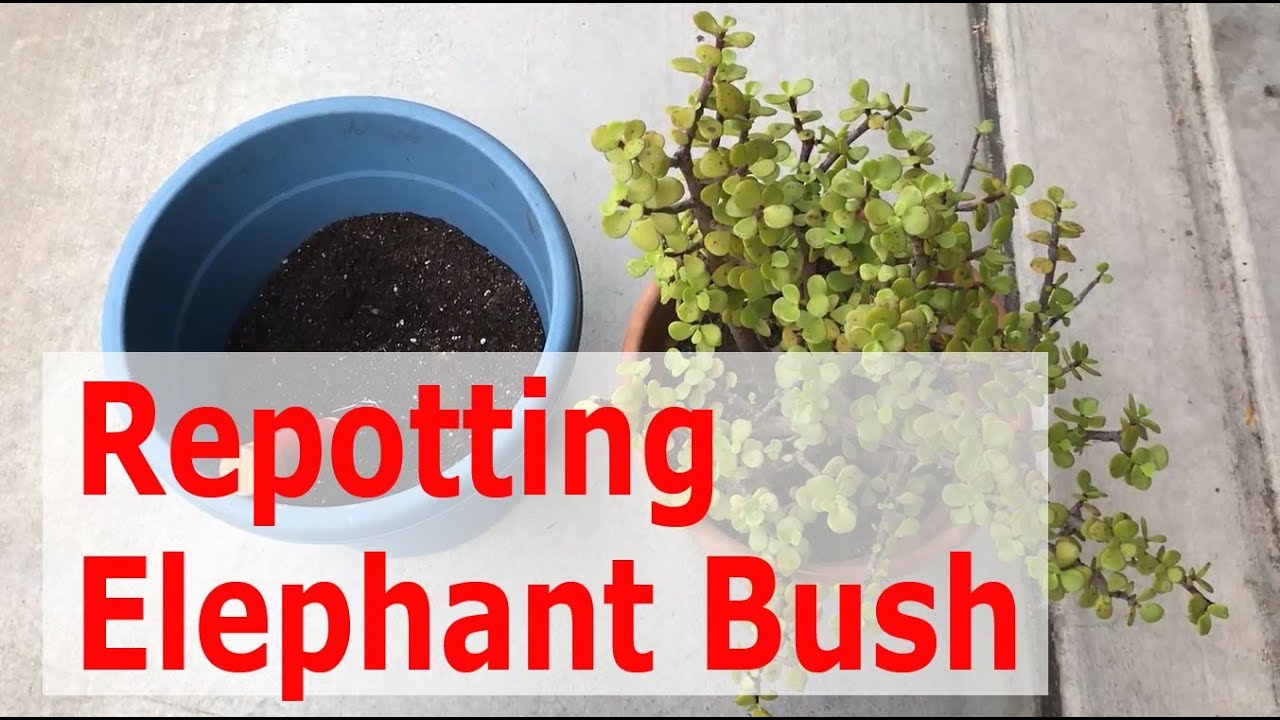 Как пересадить крупное растение портулакарии афра сорта «Elephant Bush»