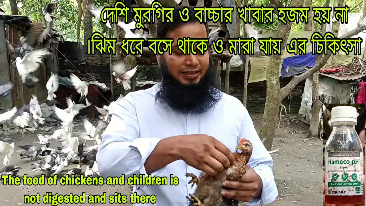 মুরগির ও বাচ্চার খাবার হজম হয় না ঝিম ধরে বসে থাকে  Chicken food is not digested & sits on the floor