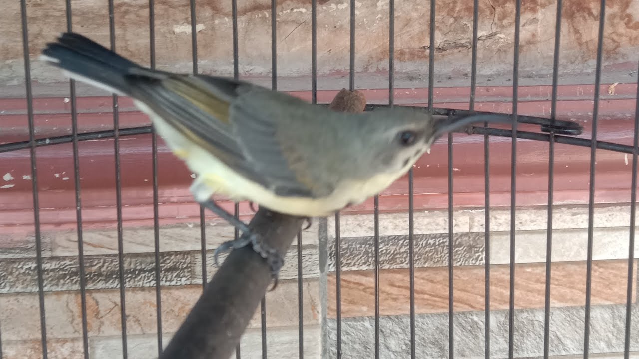 Tips sogon tetap gacor stabil 