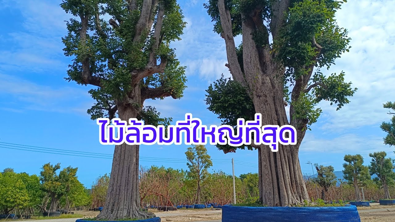 แหล่งขายไม้ขุดล้อมใหญ่ที่สุดในประเทศ#ไม้ล้อมขนาดใหญ่#ตำบลชะอมอำเภอแก่งคอยจังหวัดสระบุรี#ไม้ใหญ่
