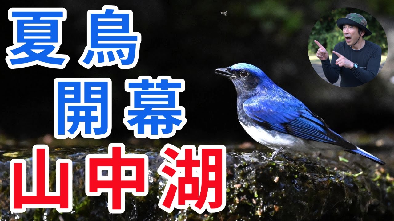 山中湖・大洞の泉 2024 夏鳥開幕弾！オオルリ・クロツグミ・キビタキ・キクイタダキ・コサメビタキ・ゴジュウカラ・ ヒガラ・メジロ・コブハクチョウ・トビさん・マガモちゃん！