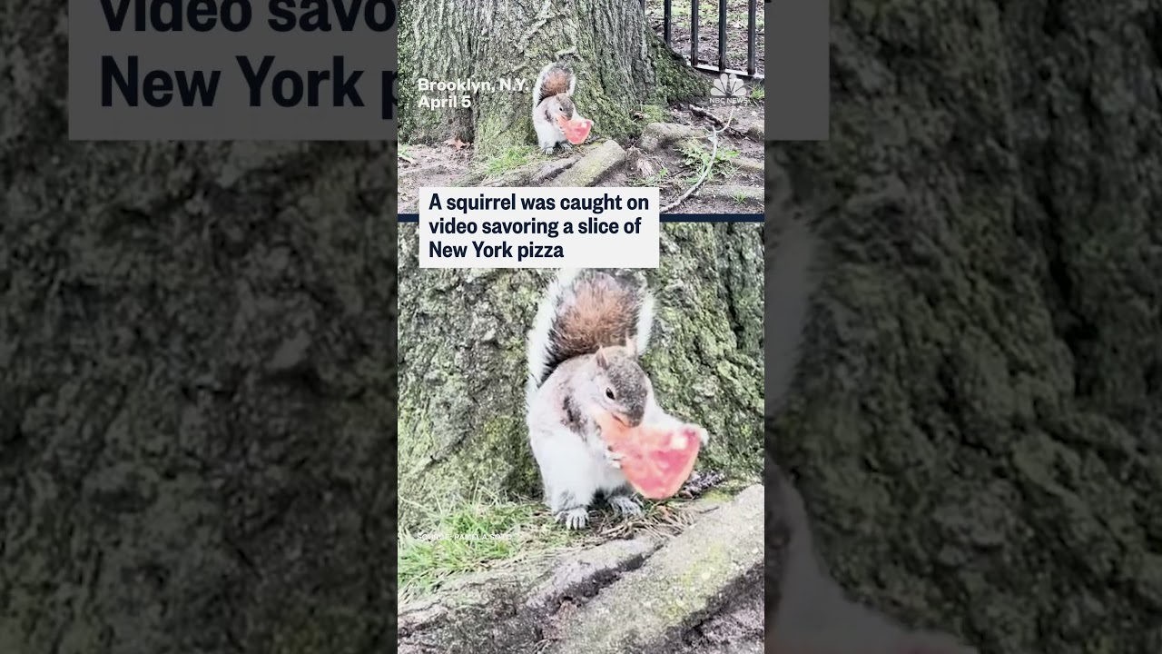 Squirrel caught on video savoring a slice of New York pizza