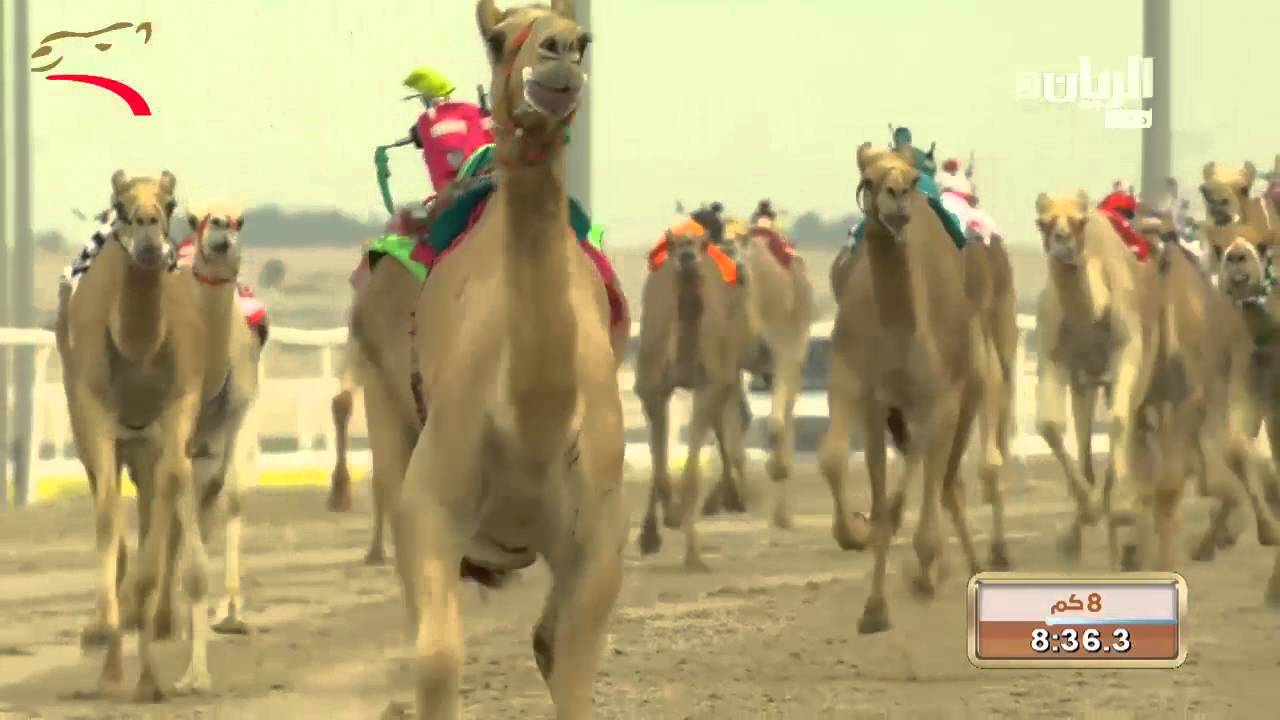 ختامي الشحانية ثنايا عام 8 كم 7-3-2016 م- ش6 الفعال لـ خالد ربيع عبد الله العجمي 12:47:6