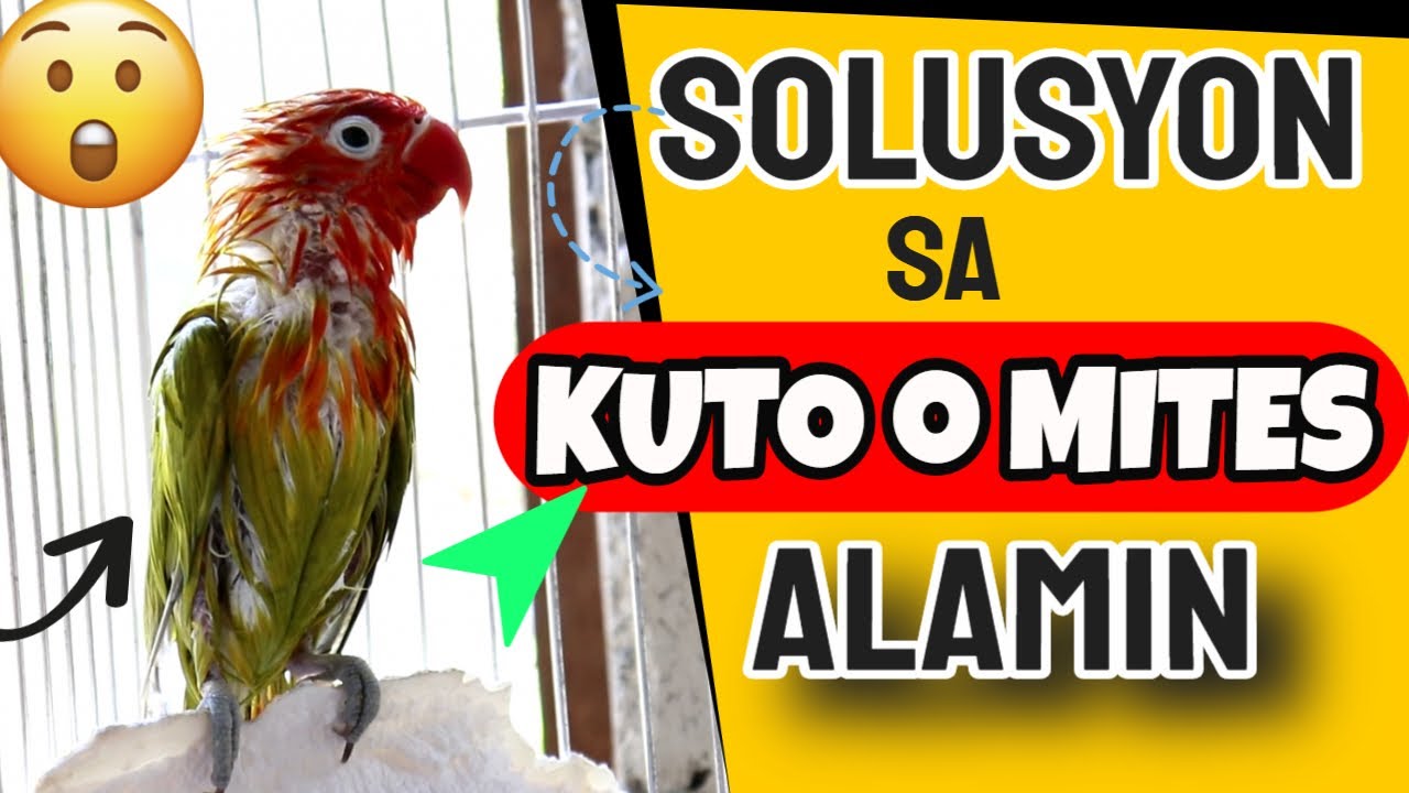 HOW TO PREVENT BIRD MITES, LICE AND OTHER EXTERNAL PARASITES ON BIRDS