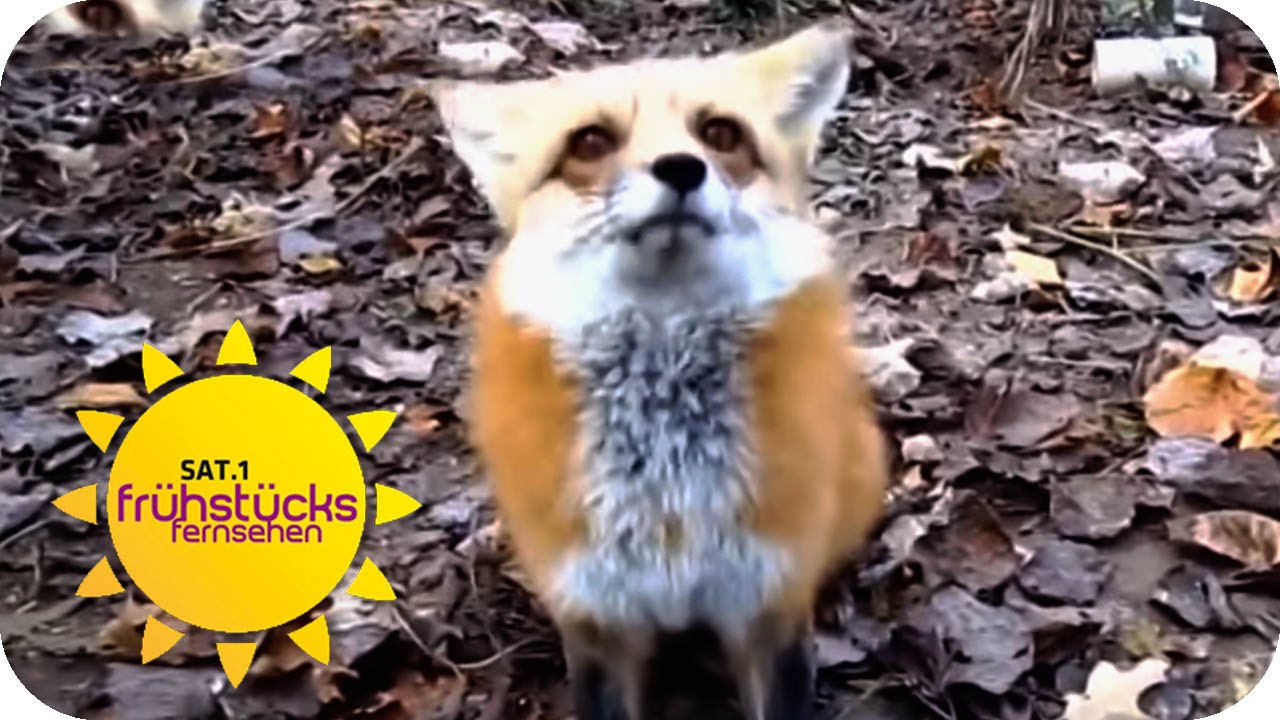 Fuchs mit SCHUHFETISCH | SAT.1 Fr&uuml;hst&uuml;cksfernsehen