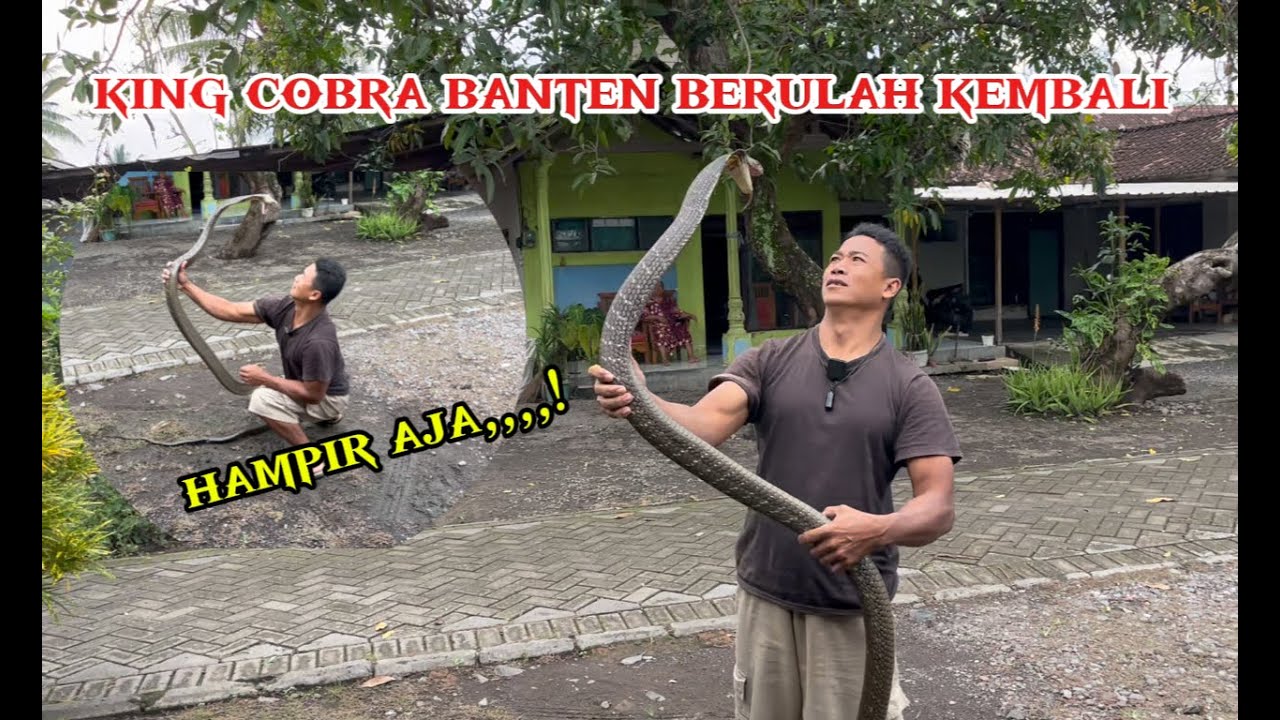 king cobra ll gila lengah dikit t3w4s karakter king cobra banten makin gan4s kayak piton sanca