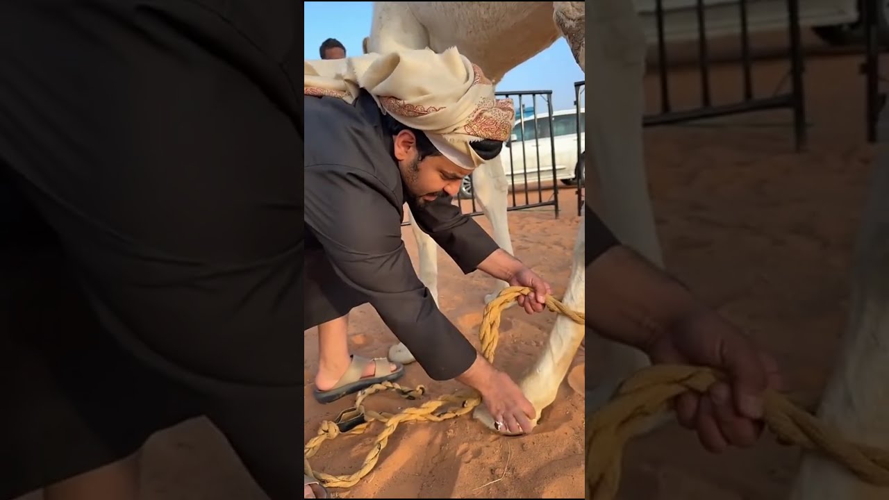  الرمرمه جاء😂😂