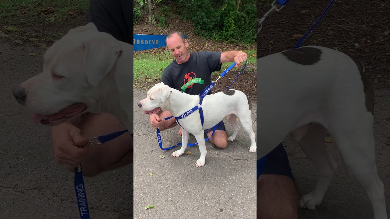 Using a Double Ended Lead for dogs that pull