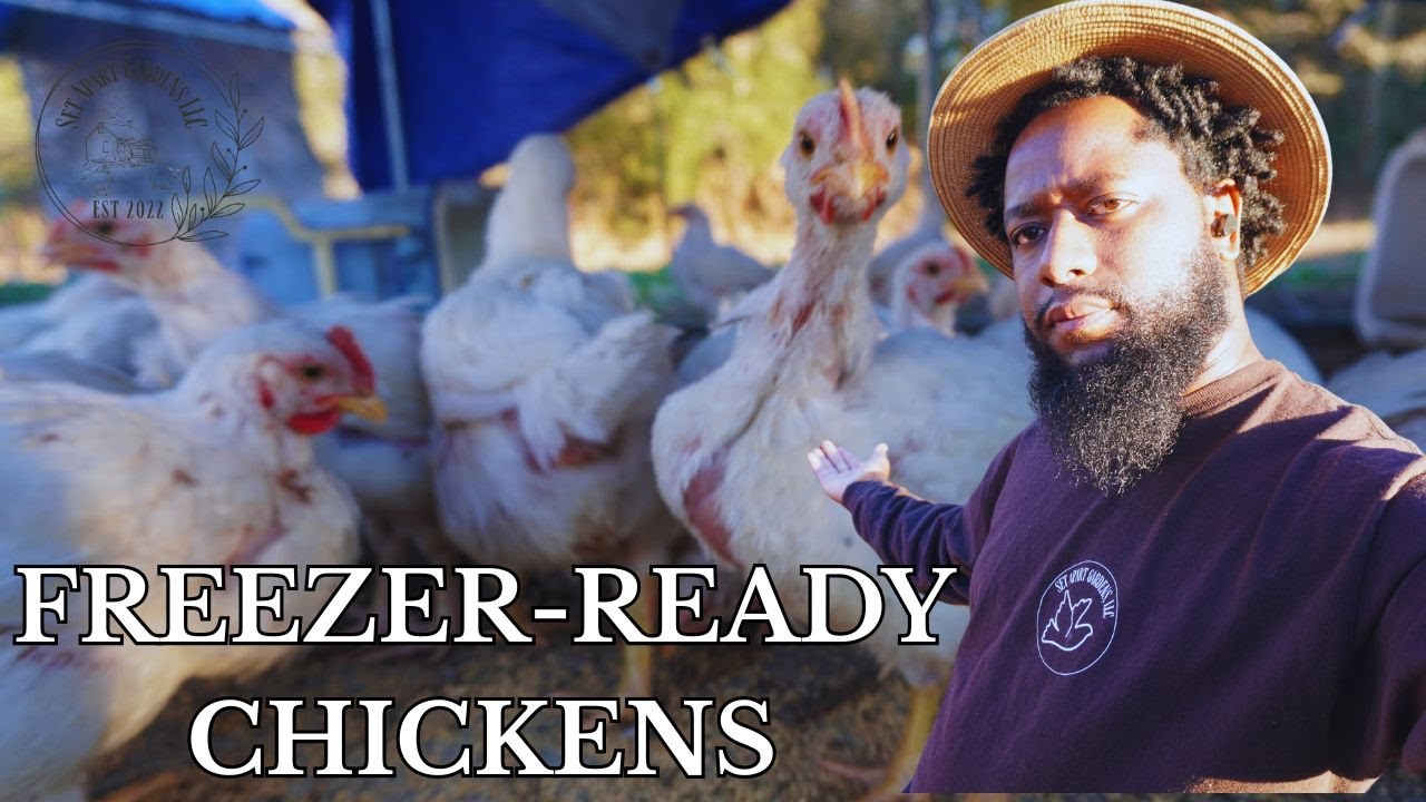 Что такое мясные птицы? Вот почему мы разводим кур для получения здорового и органического мяса.