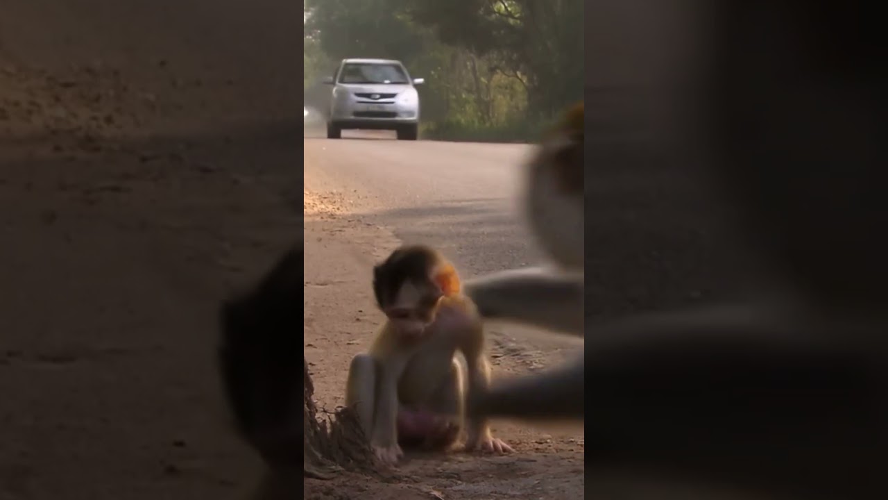 monkey mother thought that the car will hit its baby and protected the baby and ran-ai.