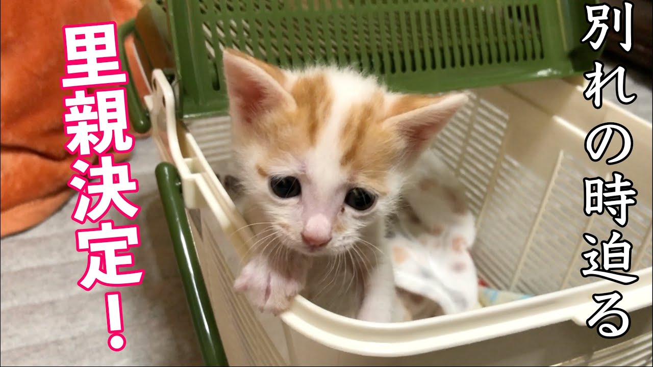 【子猫】カンナちゃんの里親さんが決まりました！