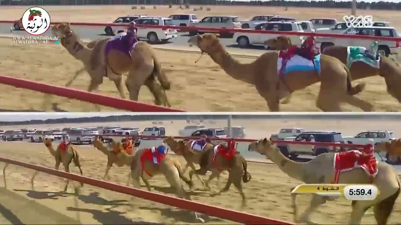 الشوط 4(متعب) لـ محمد حمد كردوس العامري 8:57:3 ، مهرجان ختامي المرموم 2021 2021/4/6 ايذاع