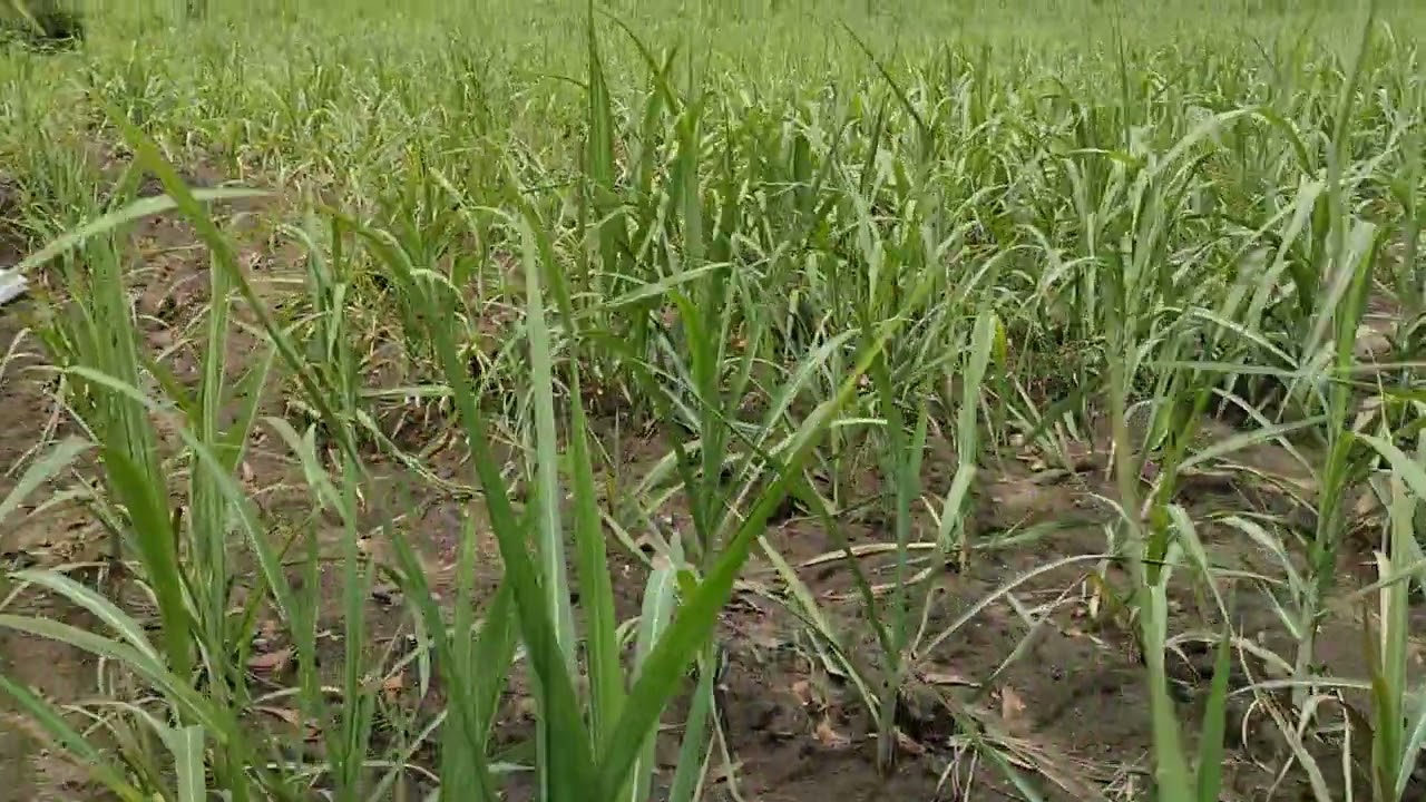 Chi phí cho 1 hecta mía trồng mới tại xã Suối bạc, huyện Sơn Hòa tỉnh Phú Yên