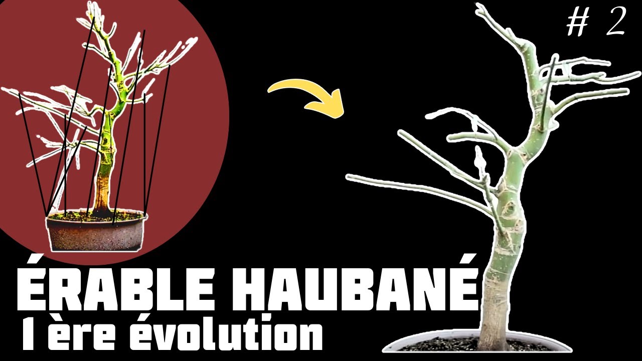 Faire un Bonsaï avec un Érable en utilisant la Technique de Haubanage. Épisode 2 🌱 NEJIKAN BONSAI 🌱
