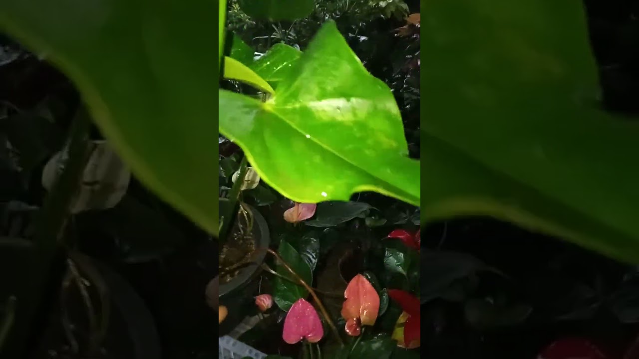 20 වන පැකේජය සහ  21 වන පැකේජය 