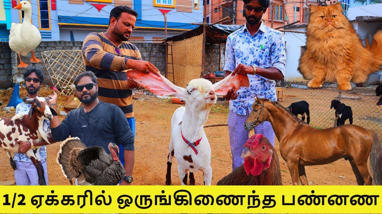ஆத்தி! எவ்ளோ பெரிய ஆடு | ஒருங்கிணைந்த பண்ணை@Akram Dairy Farm All pet's channel