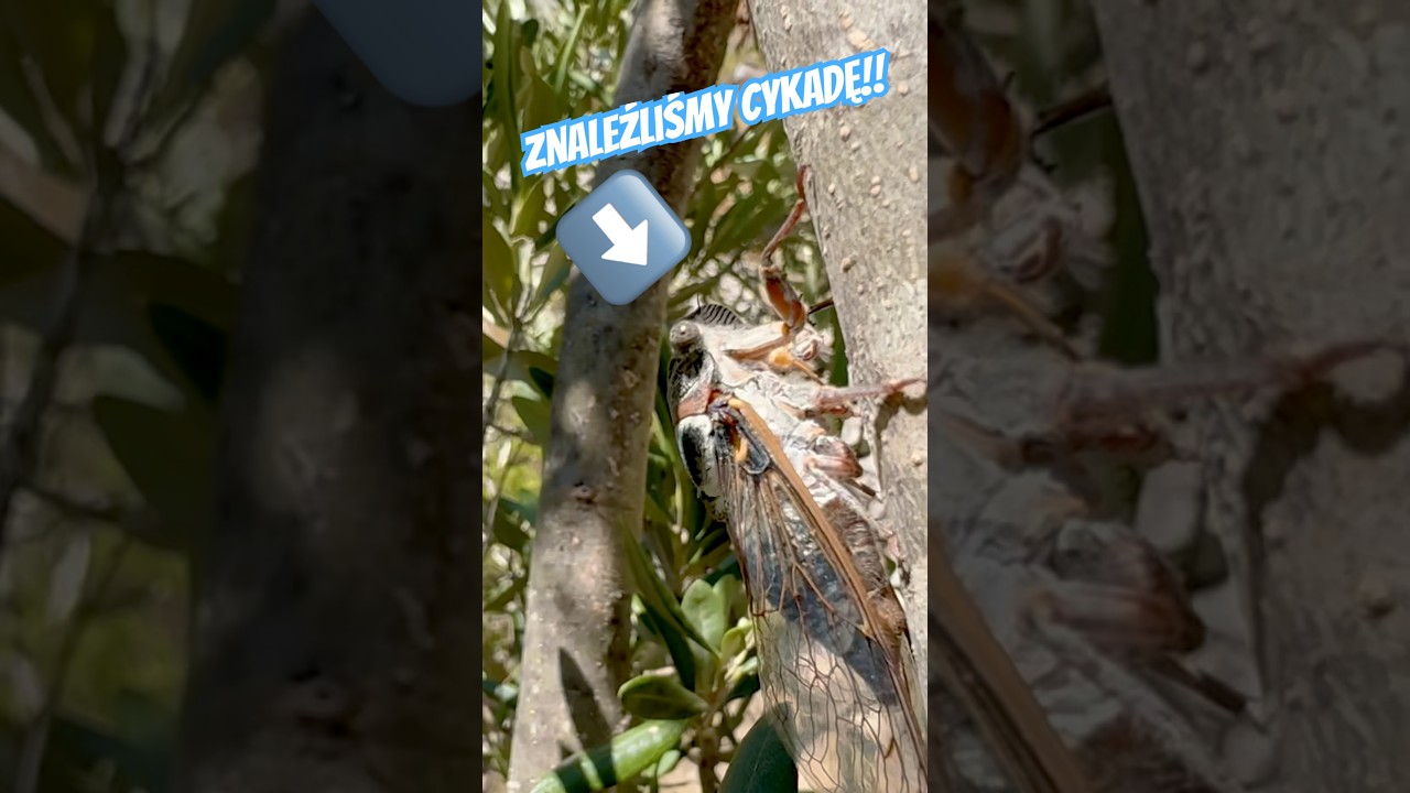 Tak wygląda cykada! 