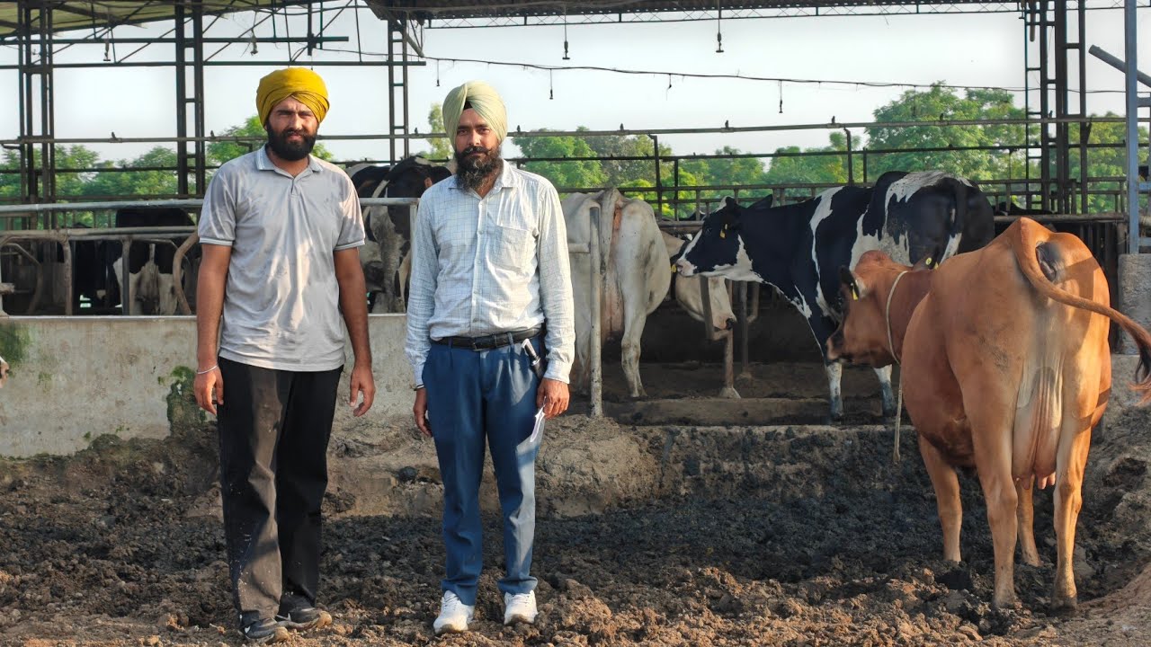32 Cows for sale from Dream Dairy Farm, 32 ਗਾਵਾਂ ਡ੍ਰੀਮ ਡੇਅਰੀ ਫਾਰਮ ਦੀਆਂ 