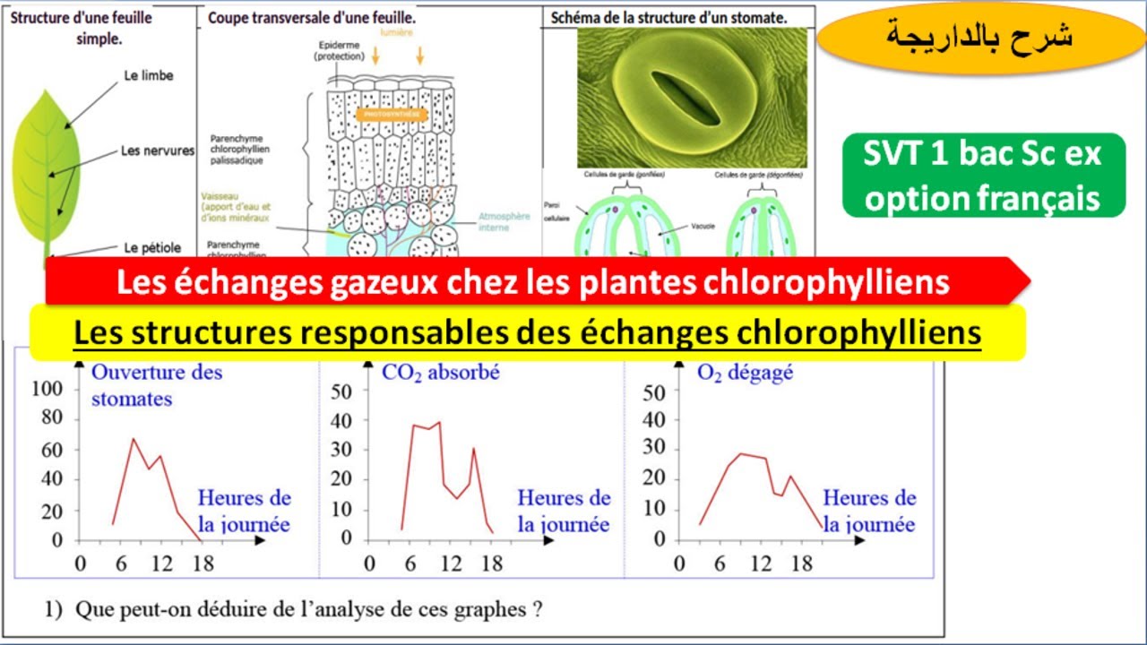 Les structures responsables des échanges chlorophylliens -3- (شرح بالداريجة)