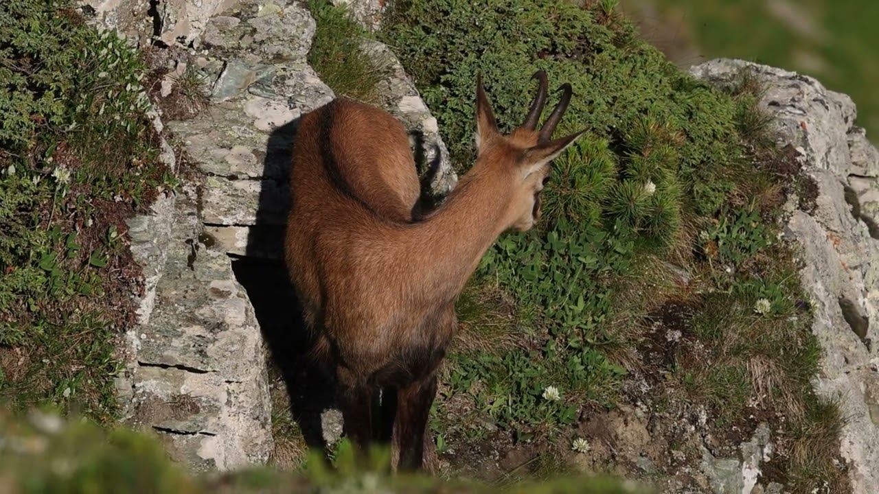 Wild Goat (Dhija e eger), dikun ne Malet e Kosoves.