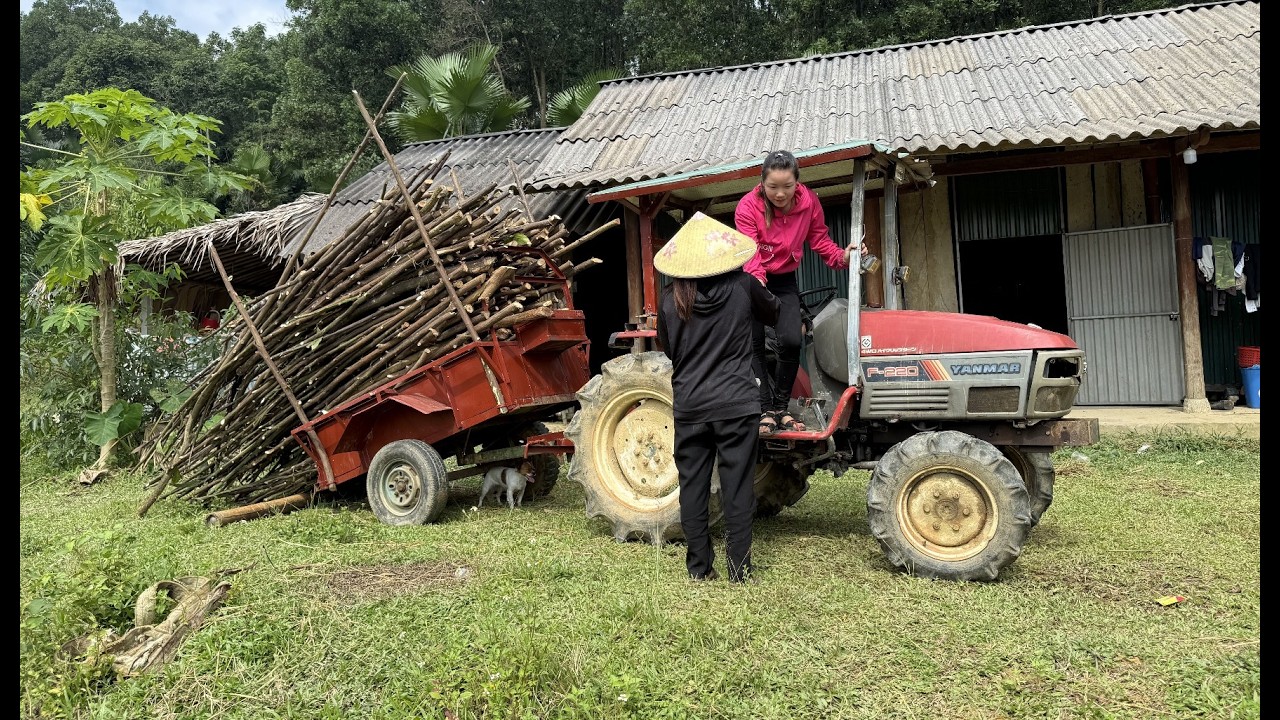 Harvesting firewood and corn transporting it using agricultural vehicles