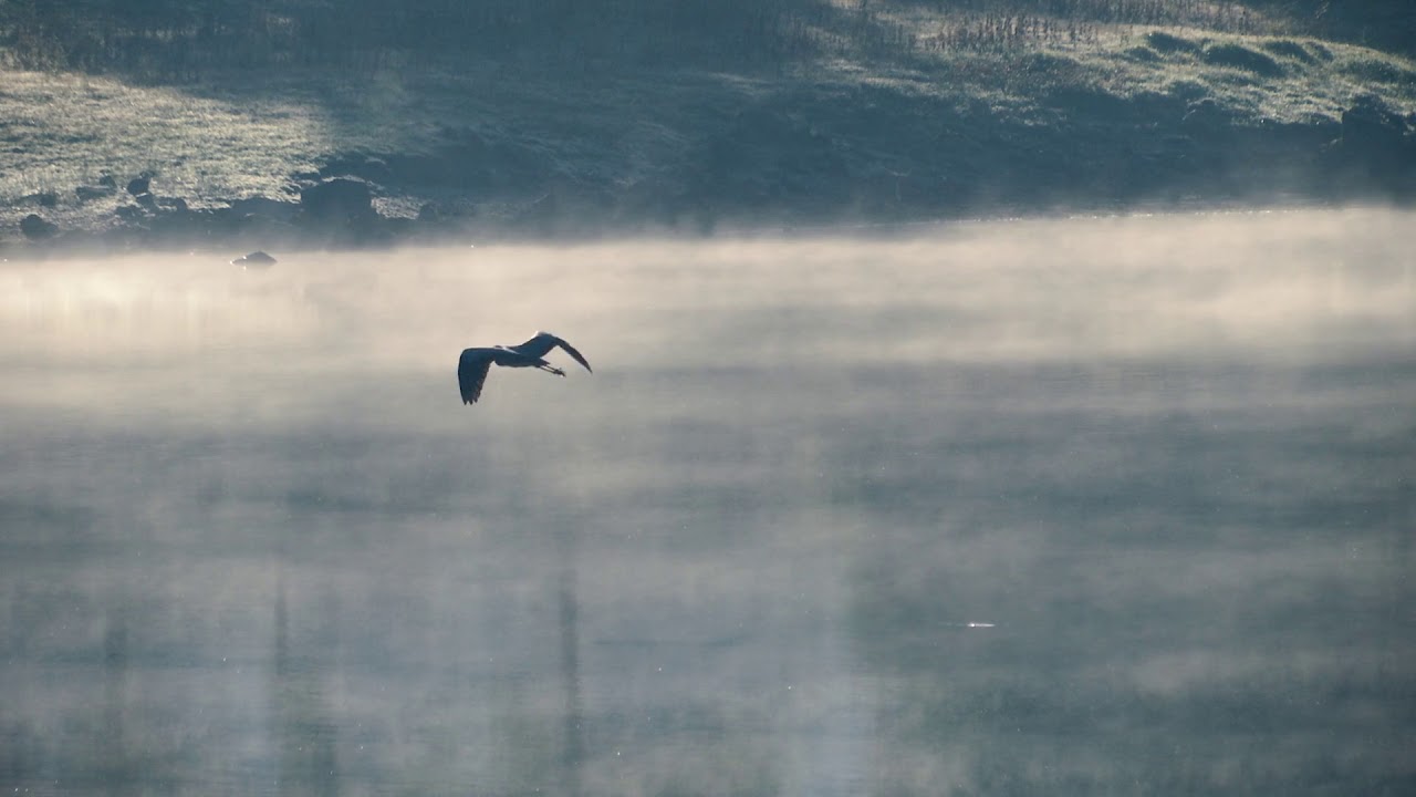Bird Flying - Free Stock Creative Commons Video