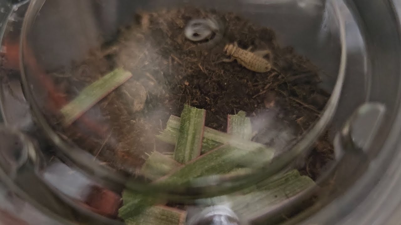 Adopting an Amputee Cricket