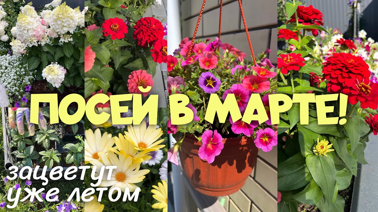 НЕ ПОСЕЕШЬ В МАРТЕ - БУДЕШЬ ЖДАТЬ ЦВЕТОВ ДО ОСЕНИ