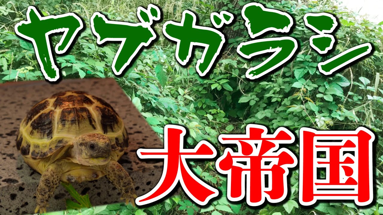 【夏編】リクガメの餌に出来る野草を採集しに行こう！！