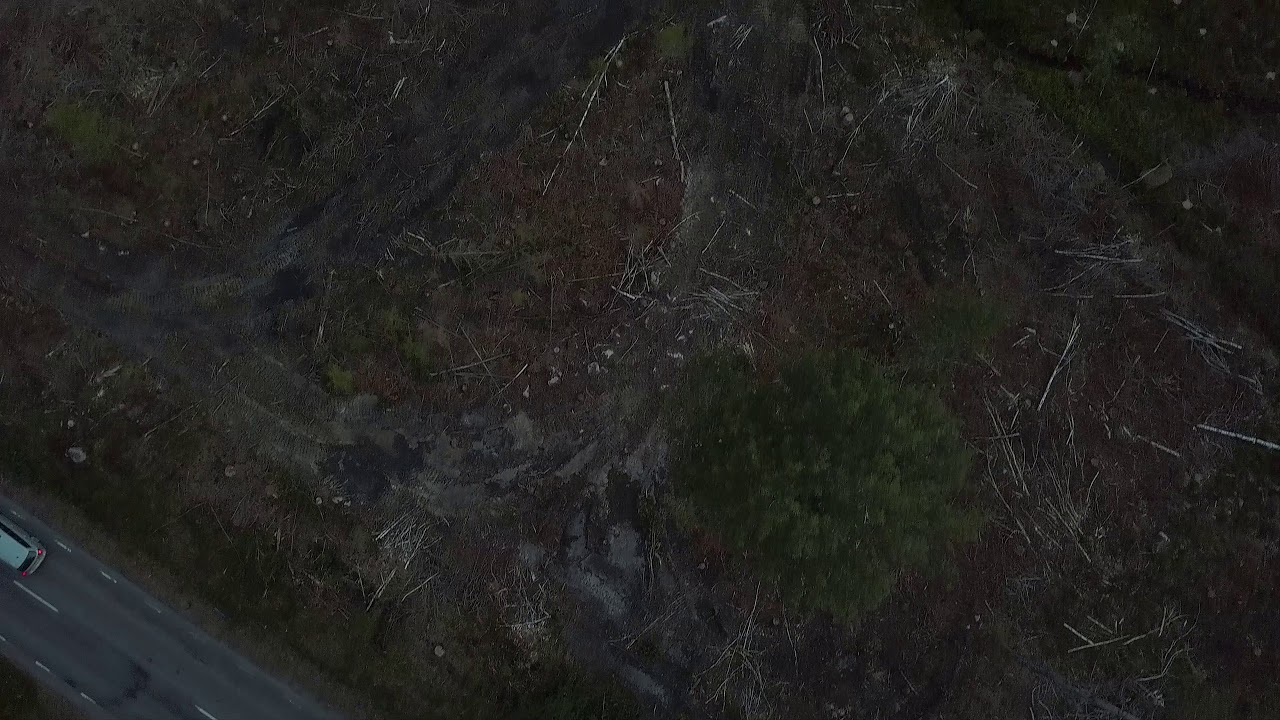 Älgtjur i Bada.