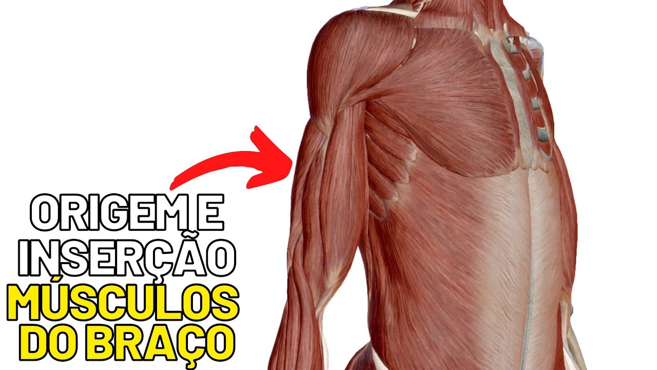ORIGEM e INSERÇÃO dos músculos do BRAÇO! Qual a origem e inserção dos músculos do braço?