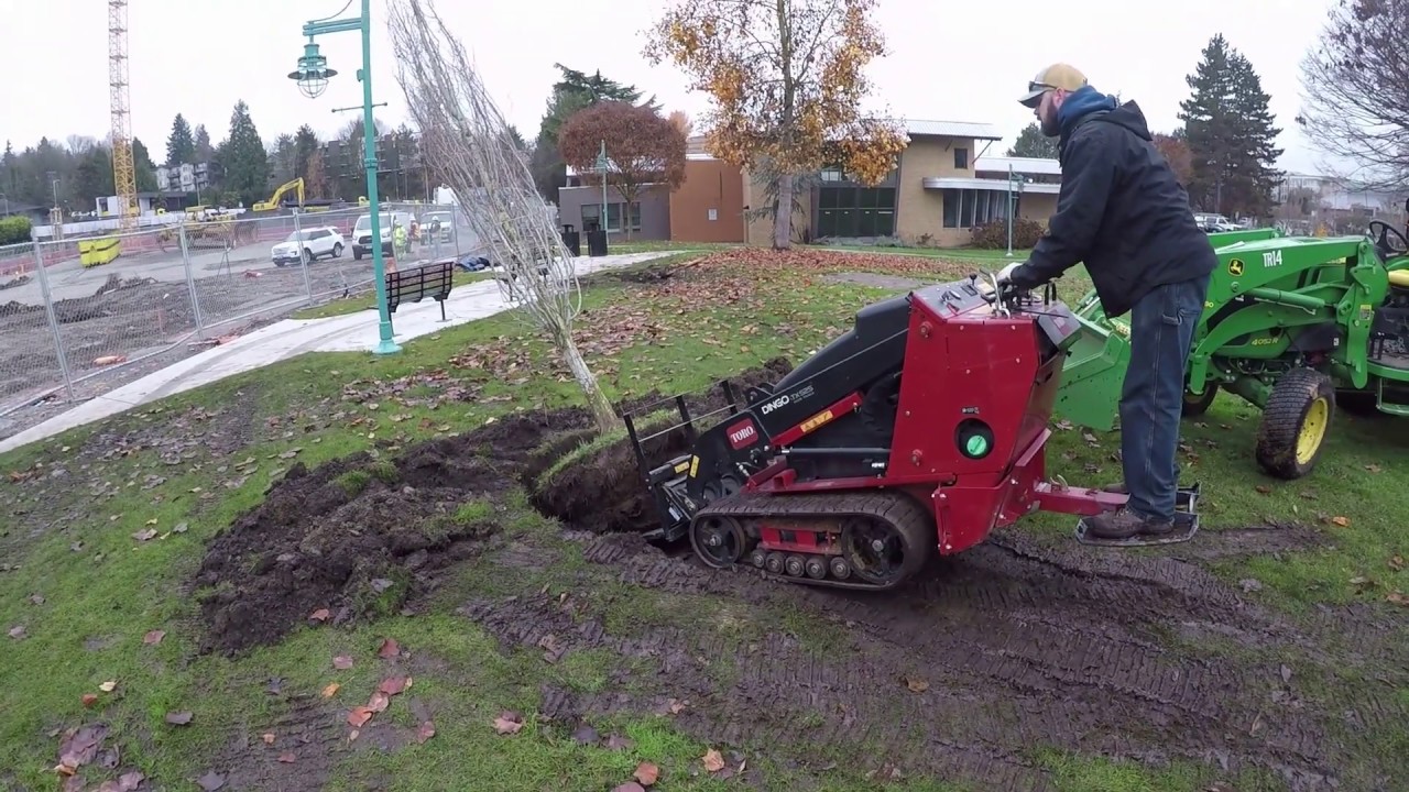 Transplanting Katsura Trees