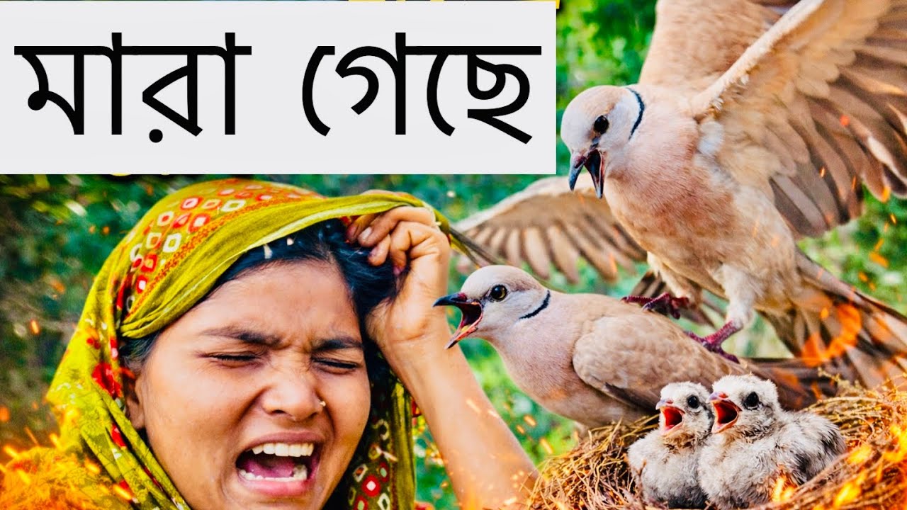 একটা পাখি মা*রা গেছে আরেকটা কিভাবে কান্না করতেছে | Bd life 