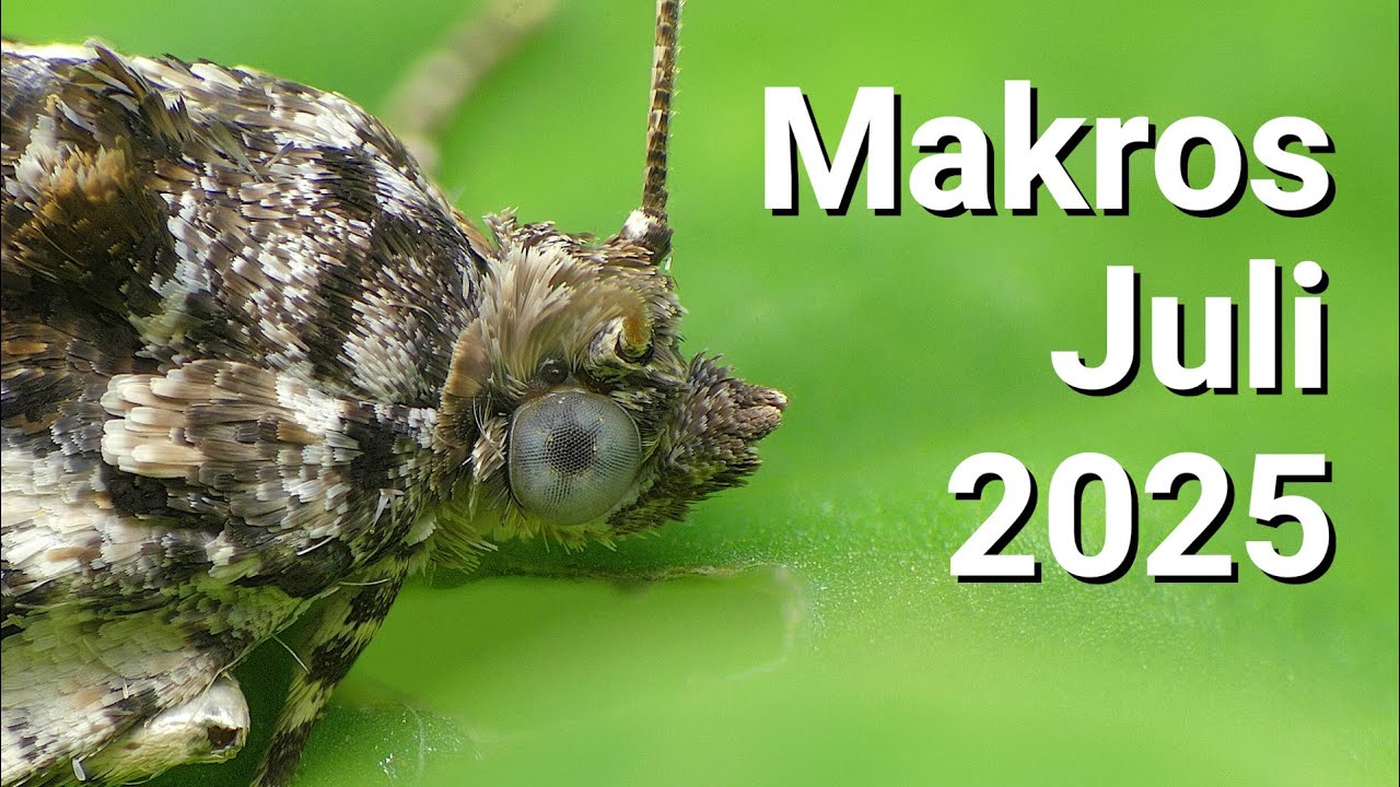 Tipps und Artbestimmungen zu meinen Funden/ Makroexkursion Juli 2025