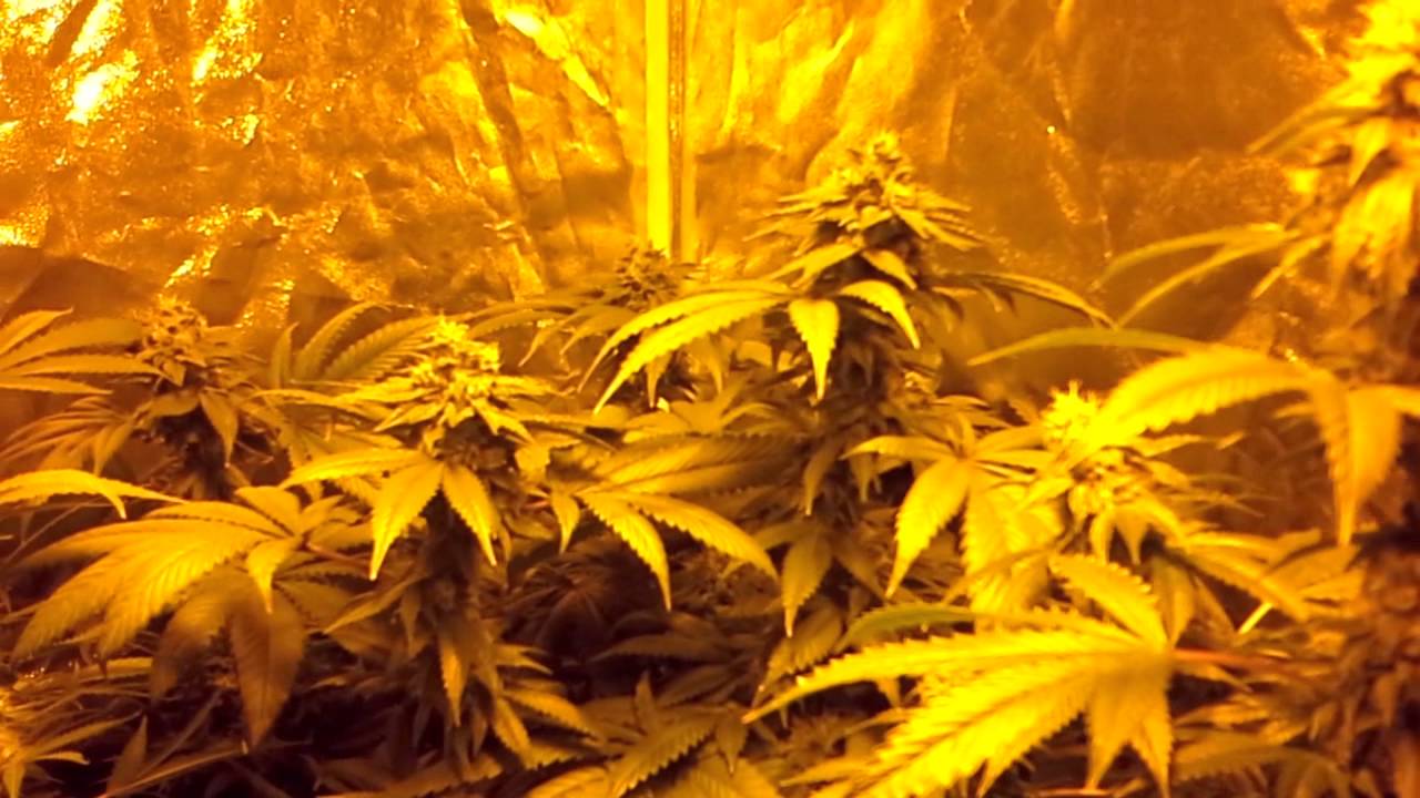 6212 Garden update