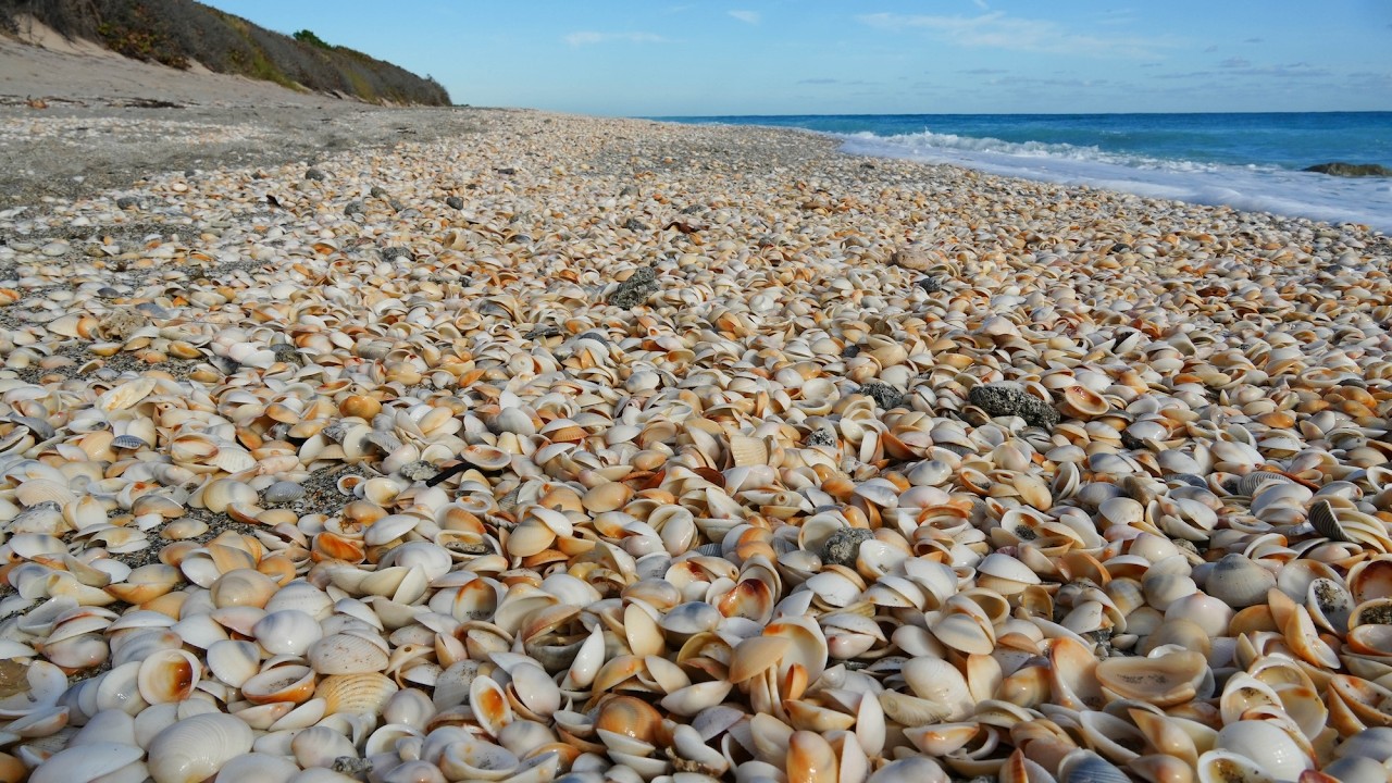 Fantastic East Coast Florida Shelling at Palm Beach!
