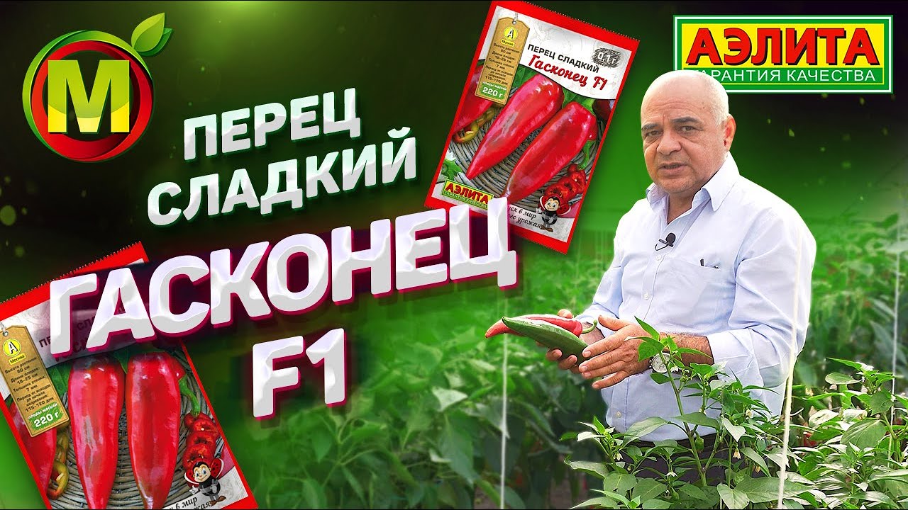ВСЕМ ПЕРЦАМ — ПЕРЕЦ! Сладкий Красный Перец Гасконец F1