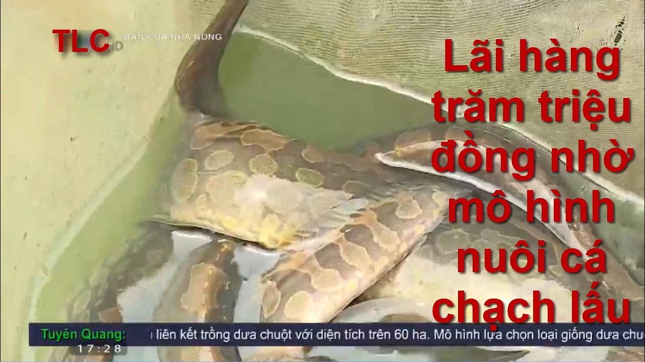 Lãi hàng trăm triệu đồng nhờ mô hình nuôi cá chạch lấu