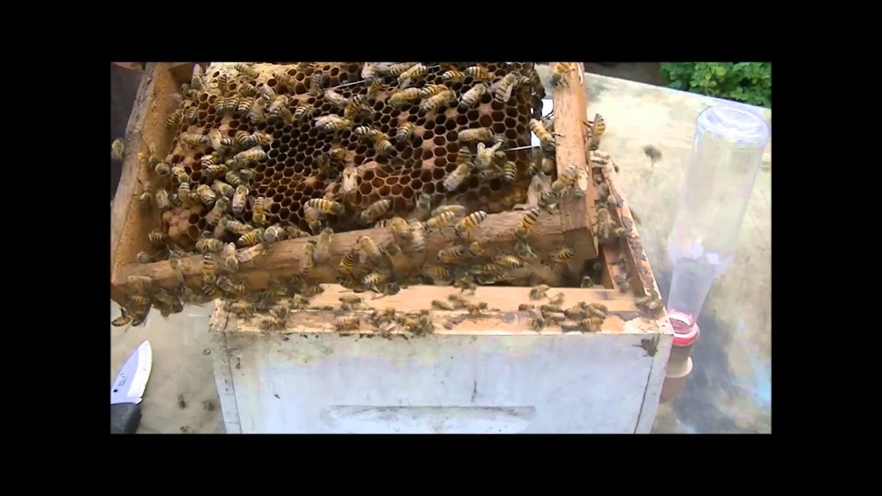 Produção de rainhas em abelhas africanizadas: uso de mini-núcleos