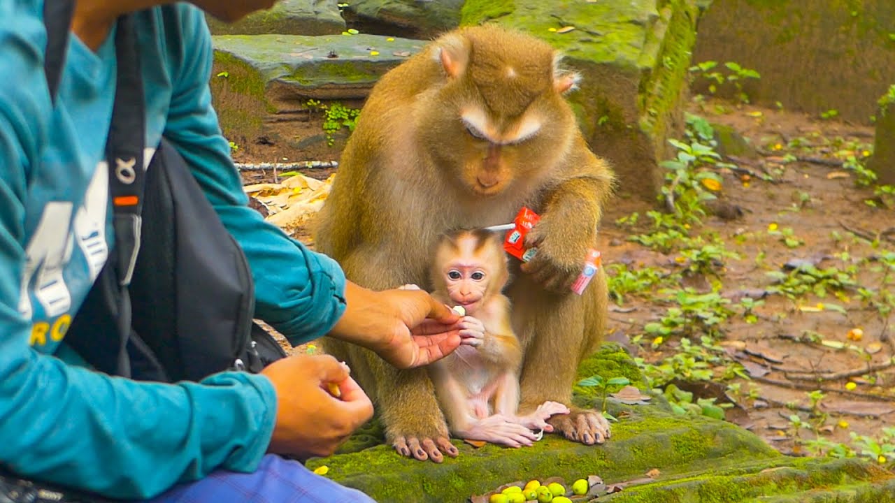 Feeding Luna monkey & Let baby Lynx know how to eat food
