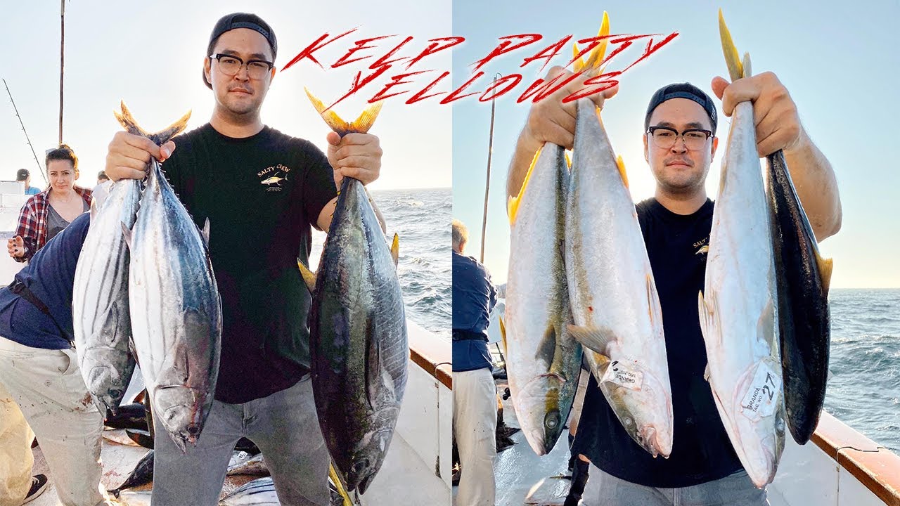 Kelp Patty YELLOWTAIL with COLTSNIPER