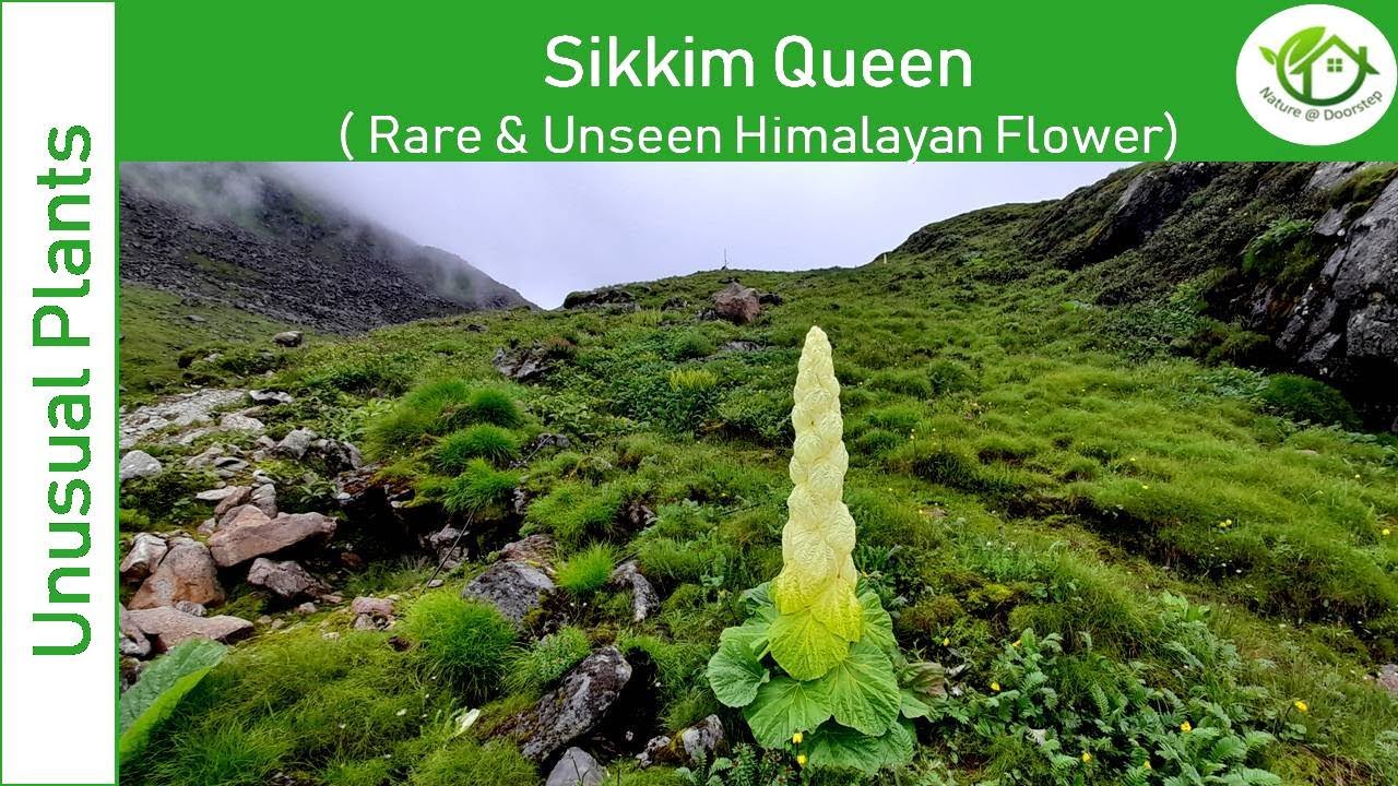 Sikkim Queen| Rare & Unseen Himalayan Flower| Tibetan Medicine| Hidden Treasure| Unknown facts| Tour