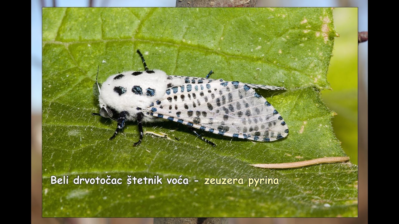 Beli drvotočac štetnik voća zeuzera pyrina