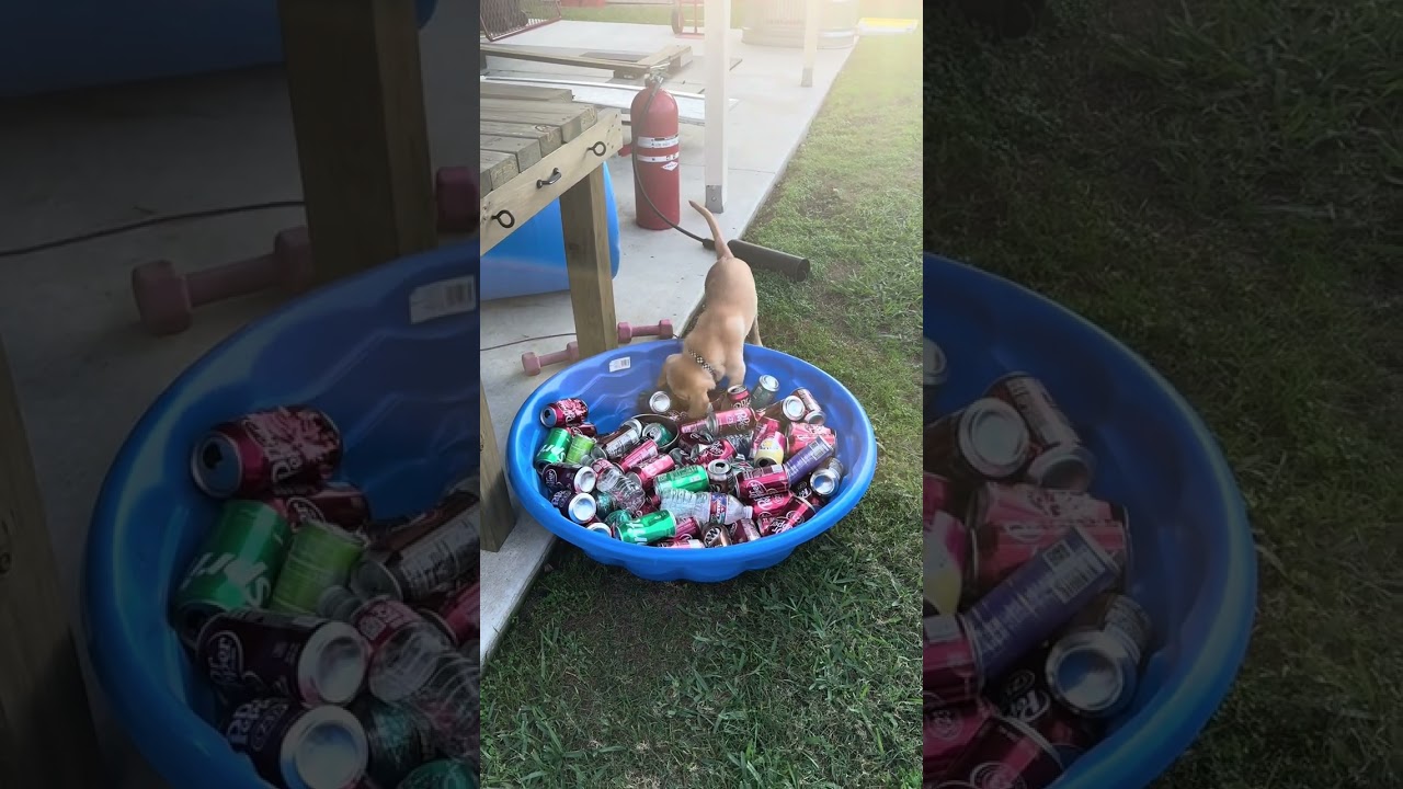 Puppy Development - Fortune 10-11 week clips