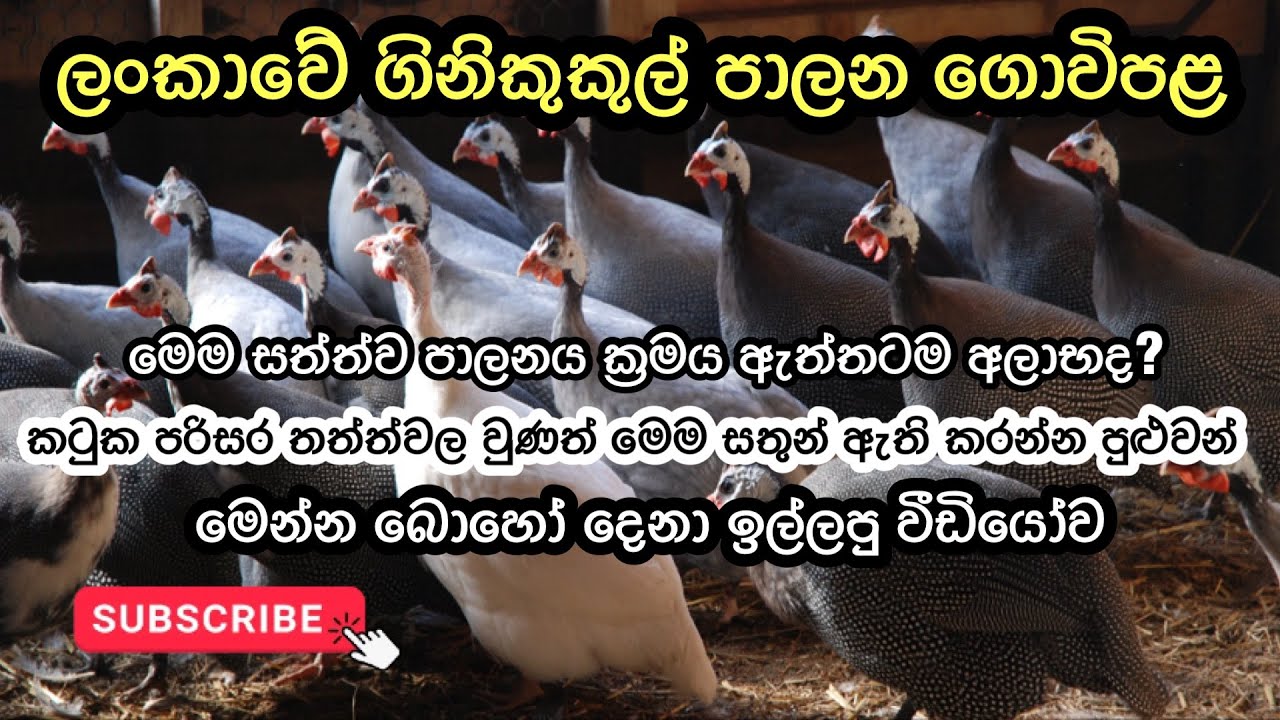 ශ්‍රී ලංකාවේ ගිනිකුකුල් පාලන ගොවිපළක් 🐥/ගිනිකුකුල් පාලනය/Guniea Fowl Management 🐥#poultry