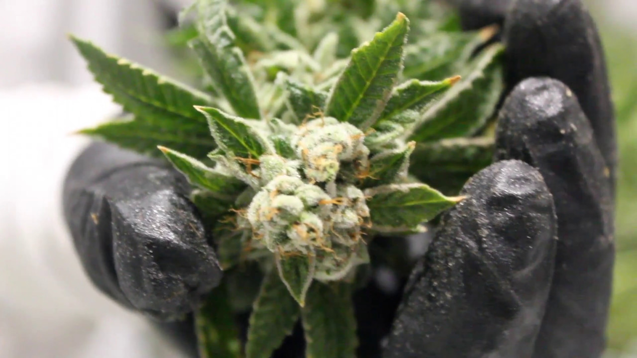 Redwood Harvest Day! Herijuana Strain