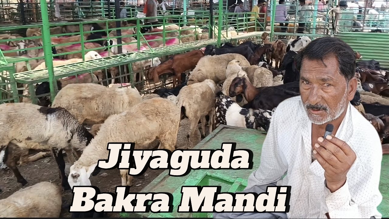 Hyderabad Biggest Goat Market Jiyaguda Bakra Mandi | Cheapest MP Goat #goat #sheep #meat