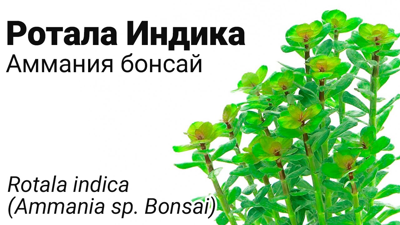 Ротала Индика или Аммания бонсай (Rotala indica or Ammania sp. Bonsai).