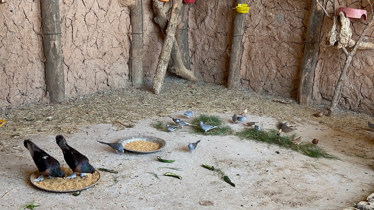 Balzende Diamanttaube/Diamond dove display