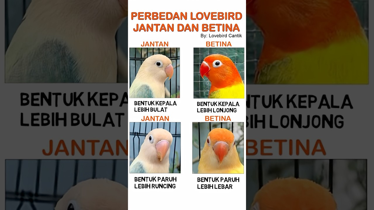 Cara membedakan burung Lovebird jantan dan betina